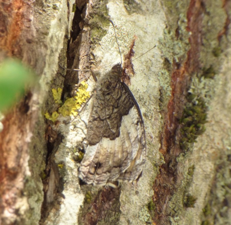 Hipparchia sp. Nymphalidae